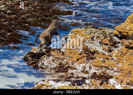 Série de prises montrant une Cape Baboon pontage des d'un tronçon de la mer sur la plage, péninsule du Cap, Afrique du Sud Banque D'Images