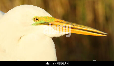 Une Grande Aigrette de penser à l'appel. Banque D'Images
