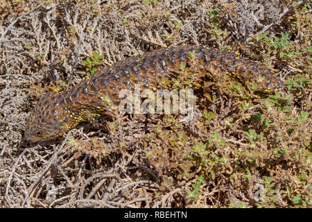 Shingleback lizard randonnées à travers bas scrub côtières. Banque D'Images