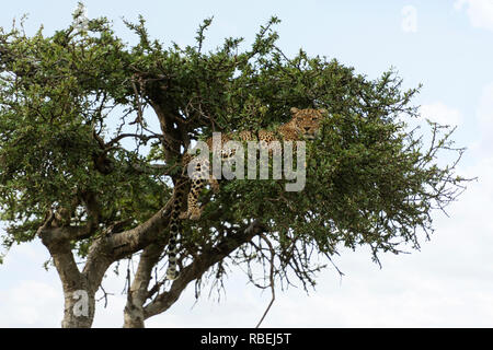 Leopard sur acacia, Panthera pardus, Masai Mara, Kenya, Afrique Banque D'Images
