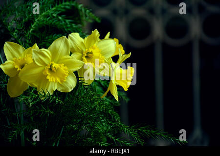 Le narcisse jaune (Narcissus poeticus). Bouquet de fleurs jaune jonquille printemps lumineux. Bouquet de jonquilles. Banque D'Images