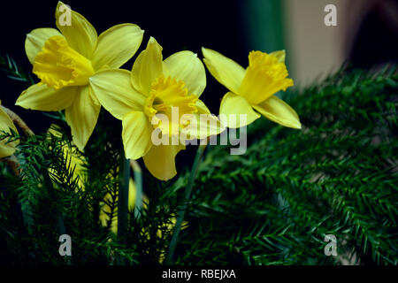 Le narcisse jaune (Narcissus poeticus). Bouquet de fleurs jaune jonquille printemps lumineux. Bouquet de jonquilles. Banque D'Images