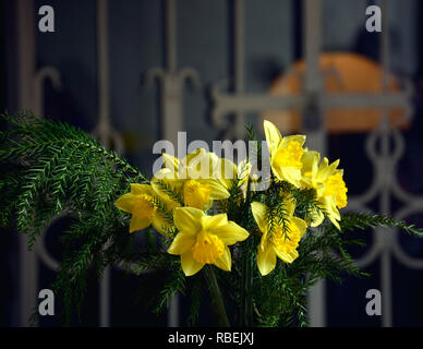 Le narcisse jaune (Narcissus poeticus). Bouquet de fleurs jaune jonquille printemps lumineux. Bouquet de jonquilles. Banque D'Images