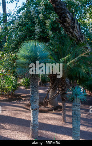 Yucca Rostrata dans le Jardin Majorelle, conçu par Jacques Majorelle et restauré par Yves Saint Laurent à Marrakech, Maroc. Banque D'Images