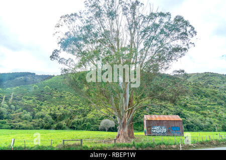 TAKAKA NOUVELLE ZÉLANDE - 6 octobre 2018 ; le graffiti peint sur de vieux hangar agricole ondulée rustique sous de grands arbres d'eucalyptus par route principale par rura Banque D'Images