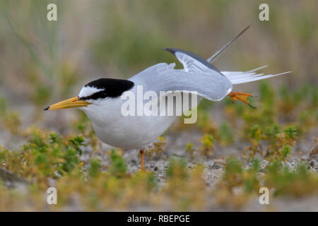 Sterne naine (Sternula albifrons / Sterna albifrons) aile d'étirement dans les dunes à la fin du printemps / été Banque D'Images