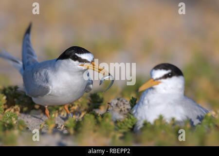 Sterne naine (Sternula albifrons / Sterna albifrons) lançon d'alimentation du poisson à chicks on nichent dans les dunes à la fin du printemps / été Banque D'Images