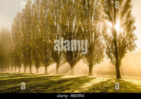 Lever du soleil à travers le brouillard et les peupliers de Lombardie, Burnaby Lake Regional Park, Burnaby, Colombie-Britannique, Canada Banque D'Images