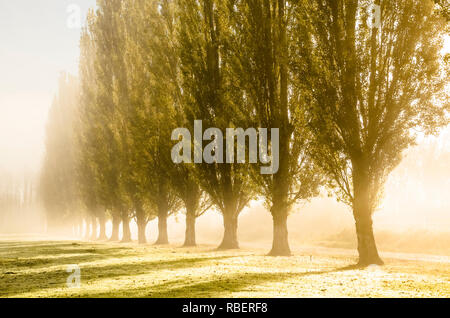 Lever du soleil à travers le brouillard et les peupliers de Lombardie, Burnaby Lake Regional Park, Burnaby, Colombie-Britannique, Canada Banque D'Images