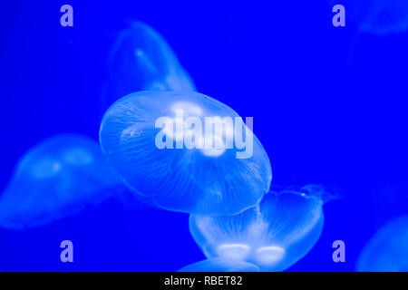 Moon Jelly, Jelly Fish, Banque D'Images