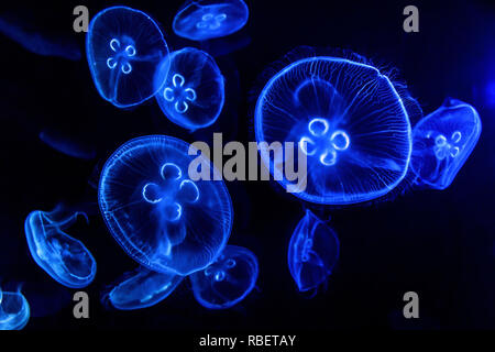 Moon Jelly, Jelly Fish, Banque D'Images