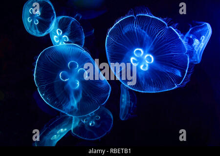 Moon Jelly, Jelly Fish, Banque D'Images