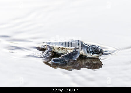 Tortue de mer verte hatchling décisions pour la mer des Caraïbes, le Parc National de Tortuguero, Costa Rica Banque D'Images