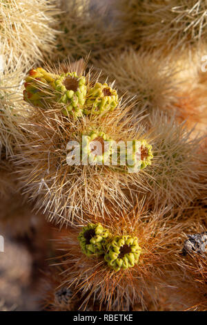 Close up of a cholla cactus (Cylindropuntia fulgida) Bush dans le Cholla Cactus garden, le parc national Joshua Tree, California, United States. Banque D'Images