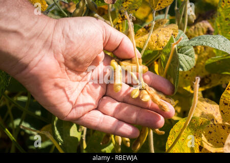 Les gousses de soja sur le soja, plantation sur farmer ouvrez palm côté background, Close up. Banque D'Images