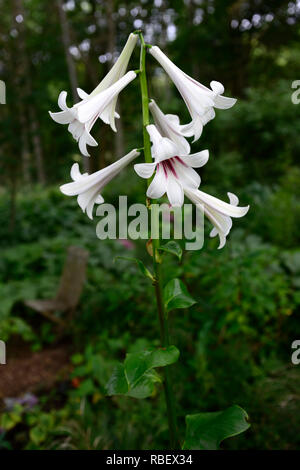 Cardiocrinum giganteum var yunnanense, Yunnan géant Lily, lys, lilium , fleurs, fleurs, plantes, bois, bois, ombre, ombre, Ombre, Floral RM Banque D'Images