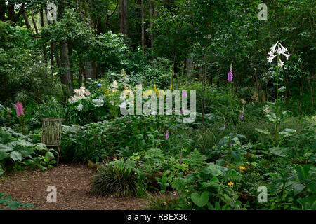 Cardiocrinum giganteum var yunnanense, Yunnan géant Lily, lys, lilium , fleurs, fleurs, plantes, bois, bois, ombre, ombre, Ombre, Floral RM Banque D'Images