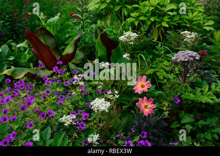 Dahlia Twyning's Revel,couleur jaune orange corail,Geranium Anne Thomson,rose,Magenta,musa,angélique,de,mixte,chambres,fleurs,fleurs,fleurs,RM, Banque D'Images