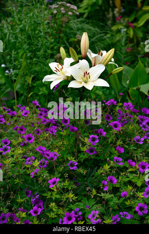 L'eyeliner Lilium,Geranium Anne Thomson,rose,Magenta,de,mixte,chambres,fleurs,fleurs,fleurs,blanc,lily,eyeliner Floral RM Banque D'Images