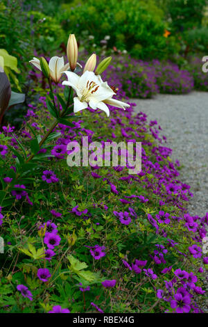 L'eyeliner Lilium,Geranium Anne Thomson,rose,Magenta,de,mixte,chambres,fleurs,fleurs,fleurs,blanc,lily,eyeliner Floral RM Banque D'Images