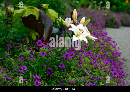 L'eyeliner Lilium,Geranium Anne Thomson,rose,Magenta,de,mixte,chambres,fleurs,fleurs,fleurs,blanc,lily,eyeliner Floral RM Banque D'Images