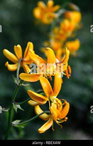 Lilium hansonii, japonais-turk's cap lily, jaune, d'or, lys, lilium , fleurs, fleurs, plantes, bois, bois, ombre, ombre, Ombre, Flore RM Banque D'Images