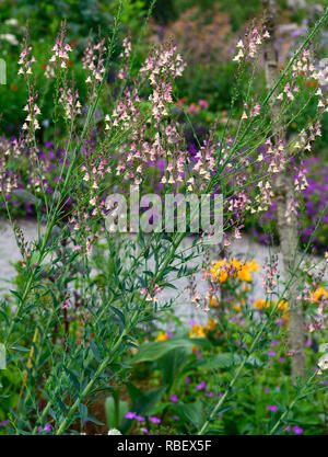 Peachy Linaria linaire,fleurs,pêche jaune,tiges à fleurs,spires,snapdragon,Floral RM Banque D'Images