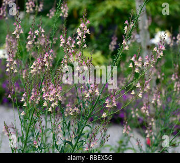 Peachy Linaria linaire,fleurs,pêche jaune,tiges à fleurs,spires,snapdragon,Floral RM Banque D'Images