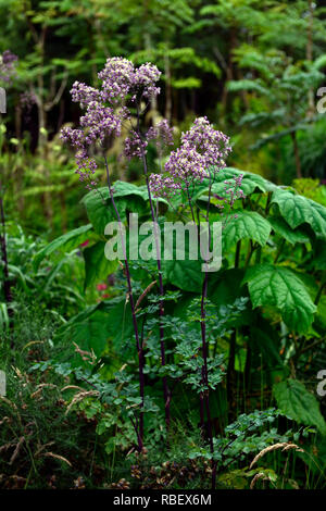 Thalictrum Splendide,meadow rue,,Paulownia tomentosa arbre de la digitale, violet, lilas,fleurs,fleurs,mixte combinaison exotiques jardins floraux,RM, Banque D'Images