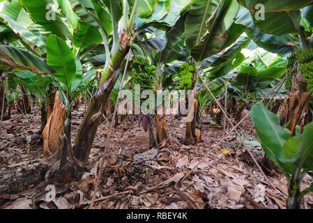 Plantation de bananes à Tenerife, Îles Canaries Espagne . Banque D'Images
