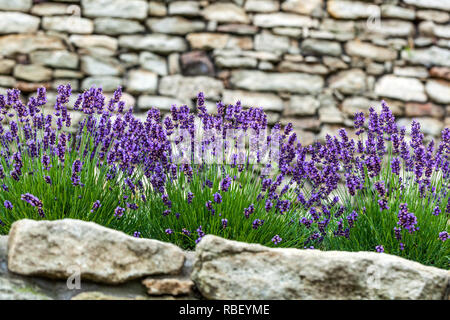 Jardin de lavande fleurs bleues poussant sur le mur de pierre Banque D'Images