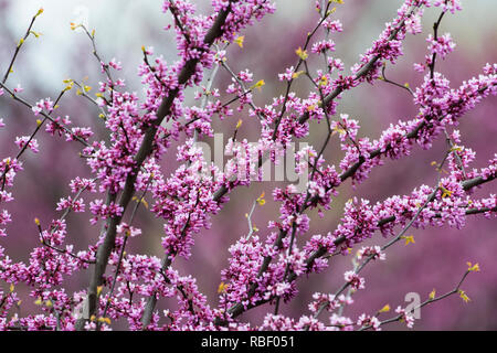 Redbud tree floraison au début du printemps Banque D'Images