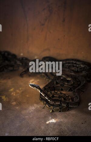 Python royal Temple (Temple des Pythons) dans la région de Ouidah, Bénin, Afrique. Banque D'Images