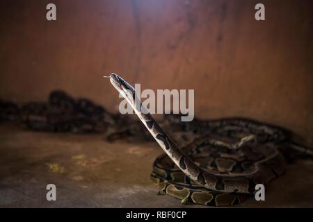 Python royal Temple (Temple des Pythons) dans la région de Ouidah, Bénin, Afrique. Banque D'Images