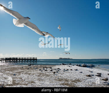 Un après-midi d'hiver ensoleillé avec vol de mouettes à plage du Golfe dans la région de Milford, Connecticut à la recherche à Long Island Sound connecté à l'Océan Atlantique Banque D'Images