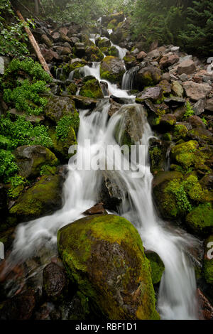 WA15726-00...WASHINGTON - Petit ruisseau traversé sur la tombe de pulvérisation, des sentiers dans le Parc National de Mount Rainier. Banque D'Images
