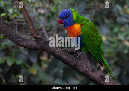 Une belle photo d'un rainbow lorikeet (Trichoglossus moluccanus) assis sur une branche Banque D'Images