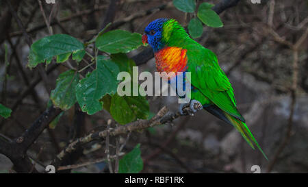 Une belle photo d'un rainbow lorikeet (Trichoglossus moluccanus) assis sur une branche Banque D'Images