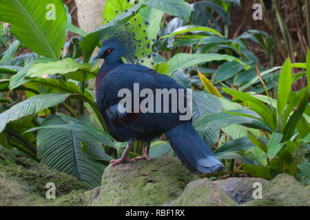 Une belle photo de profil d'un pigeon (Goura couronné) dans un environnement de forêt Banque D'Images