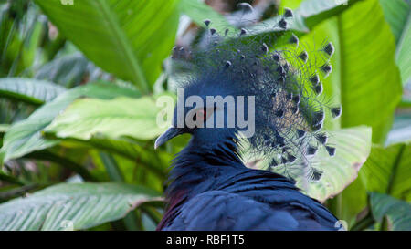 Une belle photo de profil d'un pigeon (Goura couronné) dans un environnement de forêt Banque D'Images