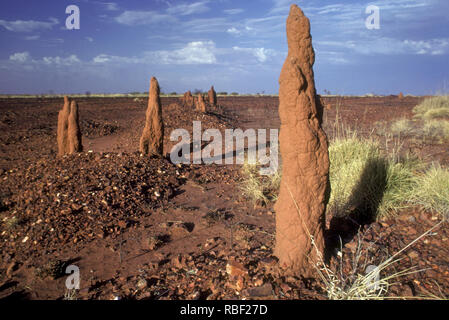 Dans les termitières DÉSERT TANAMI, TERRITOIRE DU NORD, AUSTRALIE Banque D'Images