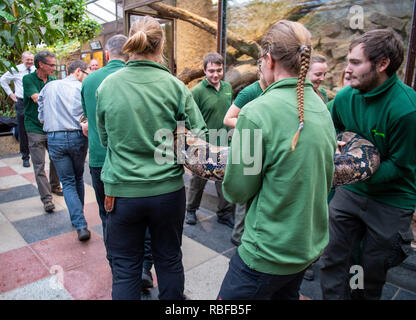 Dresde, Allemagne. 10 janvier, 2019. Un jeune de 25 ans python réticulé est effectuée de son terrarium par le Zoomitarbeiern à une conférence de presse pour l'inventaire annuel à Dresde Zoo. Credit : Monika Skolimowska/dpa-Zentralbild/dpa/Alamy Live News Banque D'Images
