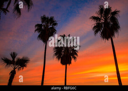 Venice Beach, Los Angeles, USA. 9 Jan 2019. Spectaculaire coucher de soleil sur la photo par le grands palmiers à Venice Beach, Los Angeles Credit : Oliver Dixon/Alamy Live News Banque D'Images