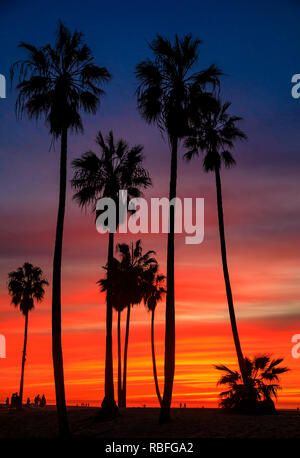 Venice Beach, Los Angeles, USA. 9 Jan 2019. Spectaculaire coucher de soleil sur la photo par le grands palmiers à Venice Beach, Los Angeles Credit : Oliver Dixon/Alamy Live News Banque D'Images