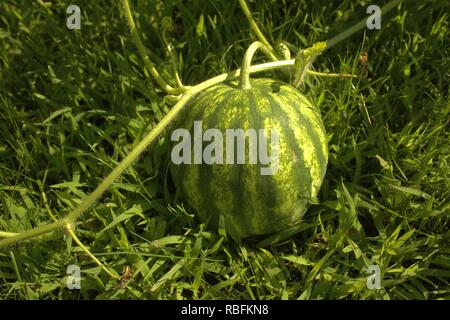 Les jeunes de plus en plus d'une pastèque sur la vigne, dans l'herbe Banque D'Images
