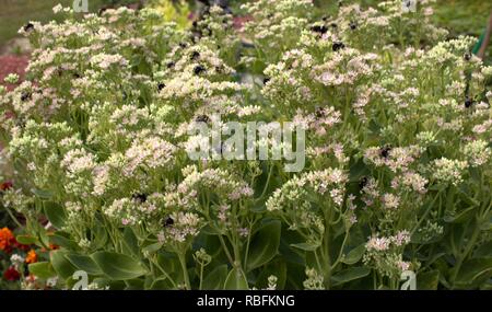 Des dizaines de bourdons sur Autumn Joy Stronecrop Banque D'Images