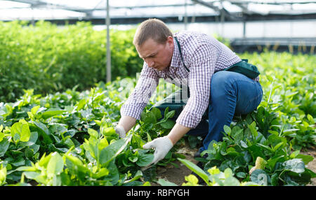 Portrait de l'homme dans l'épinard Malabar préparation jardinier à serre chaude journée ensoleillée Banque D'Images