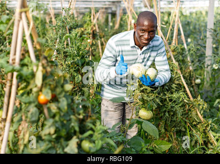 Smiling connu travailleur homme contrôle tandis que les plants de tomates en serre de jardinage Banque D'Images