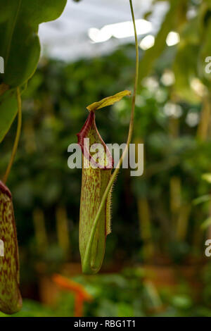 Nepenthes plante prédatrice. Plantes carnivores tropicales pichets. Monkey cup pitcher la croissance de fleurs Banque D'Images