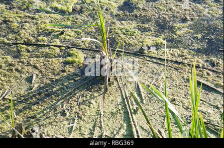 Petit marais Grenouille est hidden​ dans le camouflage de la végétation du lac au lac Whalon à Bolingbrook, Illinois Banque D'Images